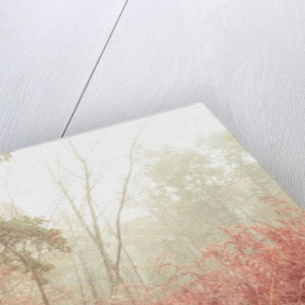 Misty forest by Assaf Frank